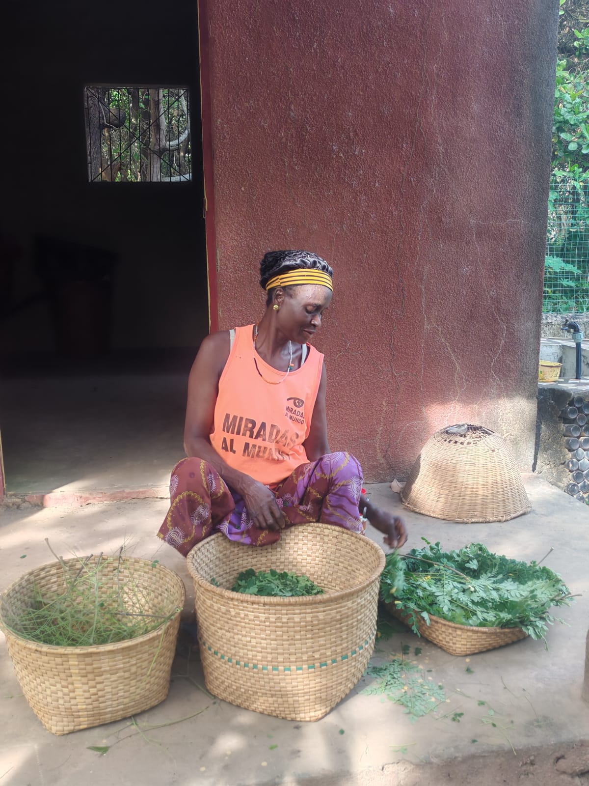 Tenemos nueva huerta para impulsar la medicina natural: moringa, nim, pulga, ginger, etc.